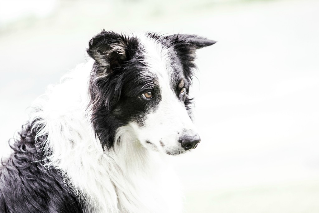 High Key Shadow by farmreporter