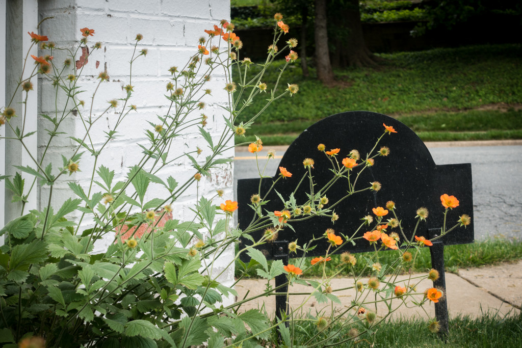 Orange flowers w black sign by jbritt
