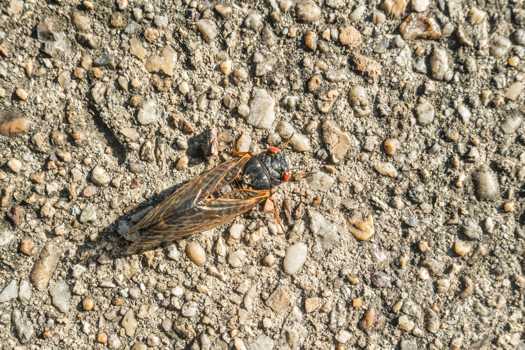 Cicada by jbritt