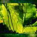 Composite Backlit Leaves by jbritt