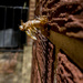 Molting Cicada by jbritt