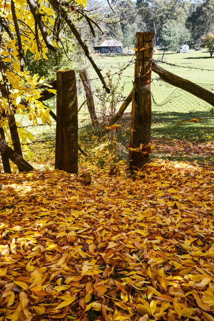 nsw, yellow, autumn, leaf, hillend, by jeneurell