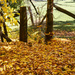nsw, yellow, autumn, leaf, hillend, by jeneurell