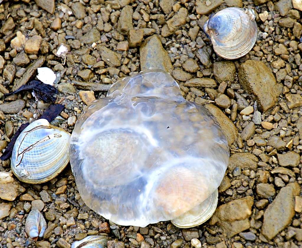 Stranded on the shells by kiwinanna