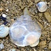 Stranded on the shells by kiwinanna