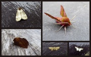30th May 2017 - Late may moths