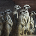 Meerkats, Dubbo Zoo by jeneurell