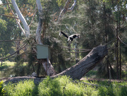 18th Apr 2017 - Lemur, Dubbo Zoo