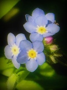 29th May 2017 - Forget Me Not Flowers