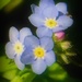Forget Me Not Flowers by gardenfolk