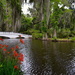 Long White Bridge and azaleas, Magnolia Gardens, Charleston, SC by congaree