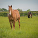 Horse in field by jon_lip