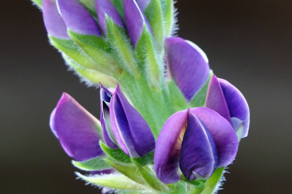 Close up Lupin by carole_sandford