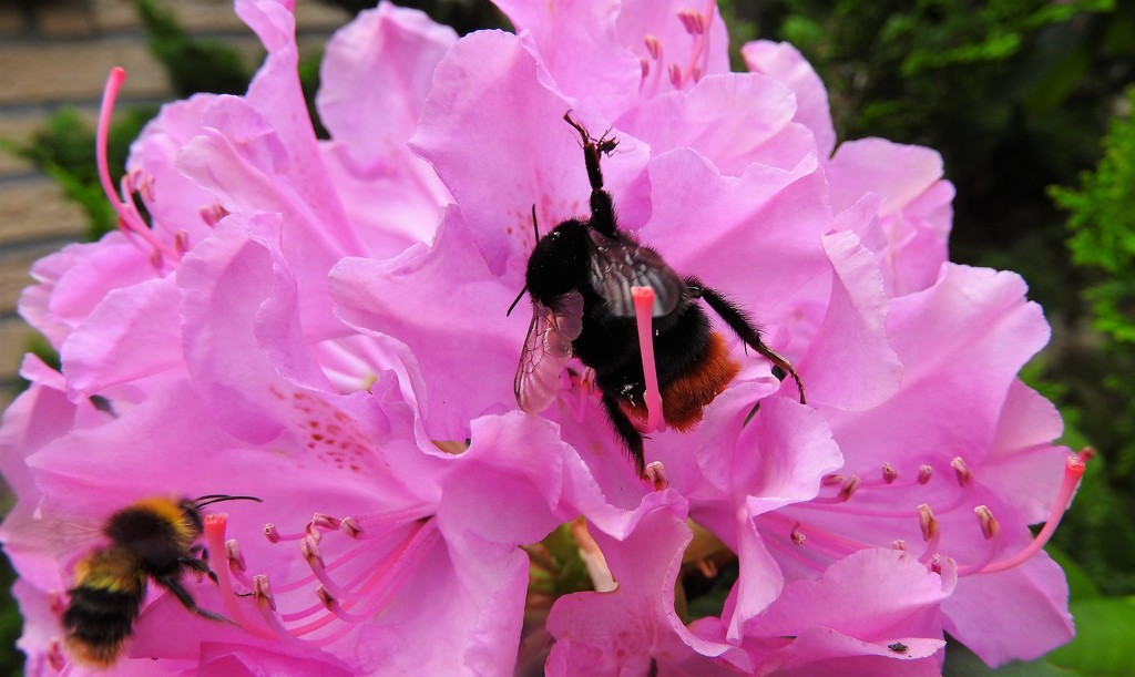DSCN1817 bees on rododendron by marijbar