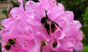 30th May 2017 - DSCN1817 bees on rododendron