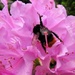 DSCN1817 bees on rododendron by marijbar