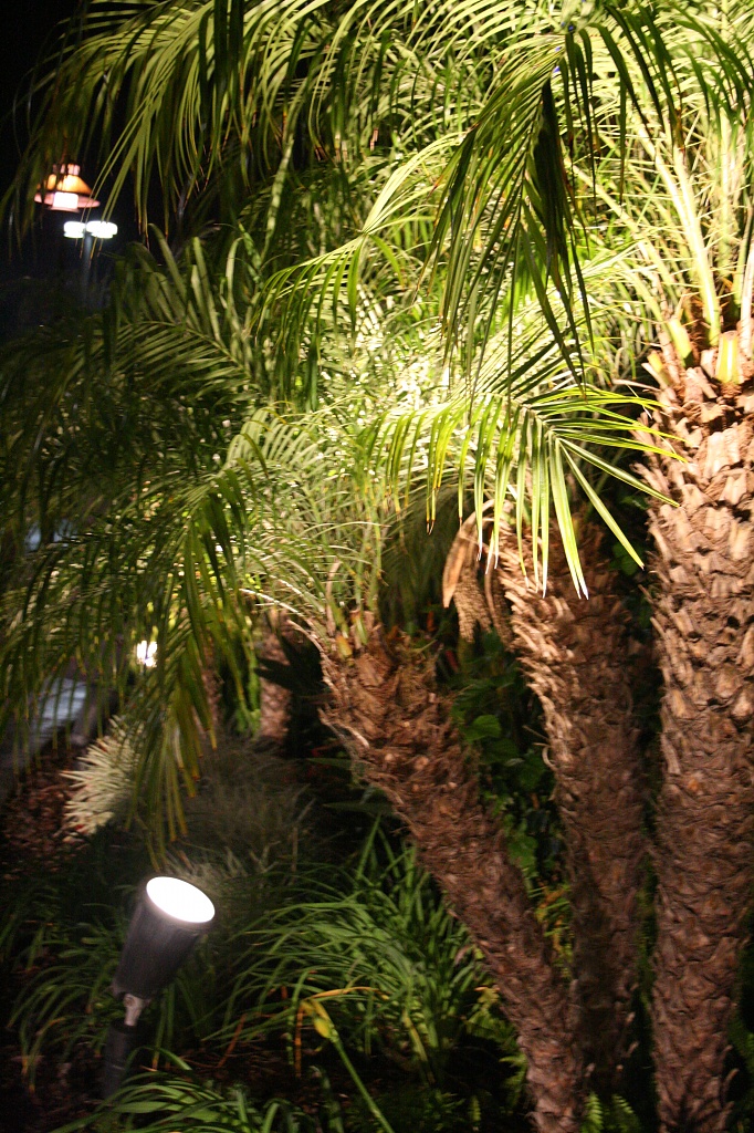 California Palms by kerristephens