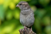 30th May 2017 - JUST A HUMBLE HOUSE SPARROW