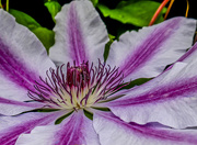 28th May 2017 - Clematis