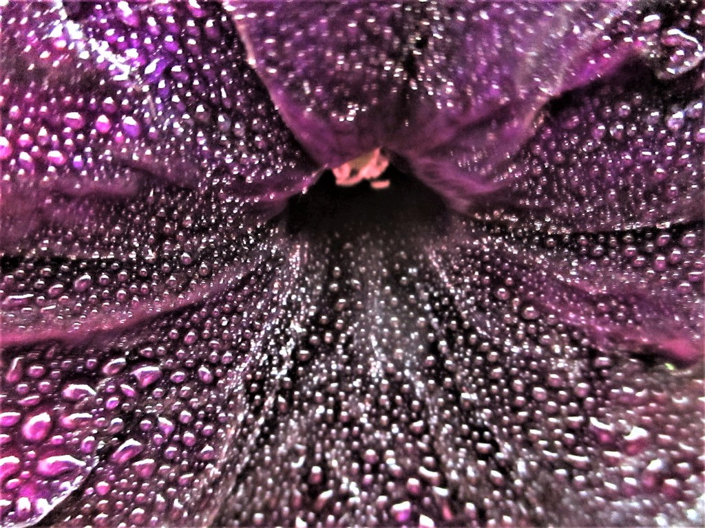 Purple Rain  by granagringa
