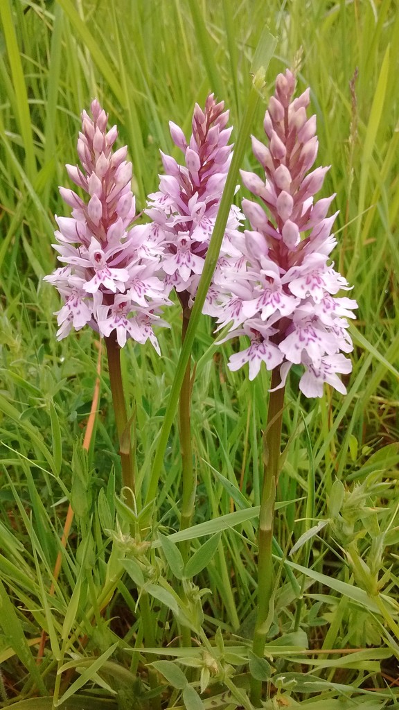 Common Spotted Orchid by fbailey