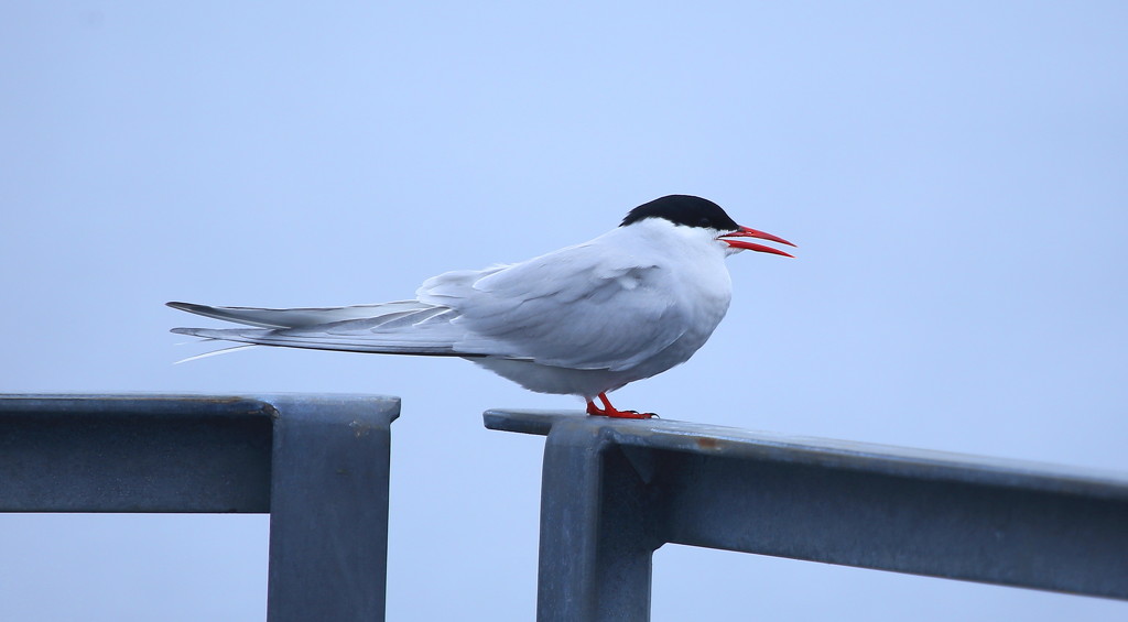 Arctic Tern by lifeat60degrees