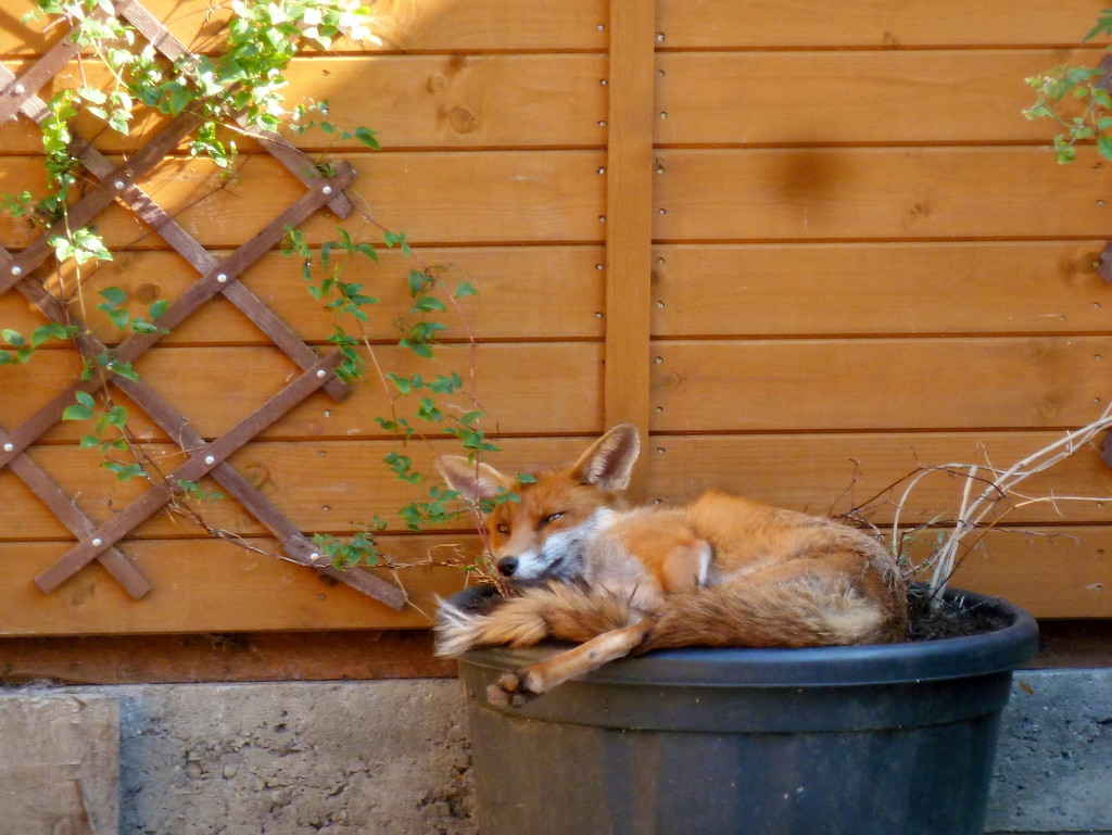 Fox in the wisteria by boxplayer