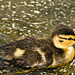 Duckling by elisasaeter