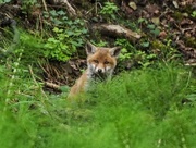 29th May 2017 - Fox cub