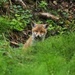 Fox cub by barrowlane