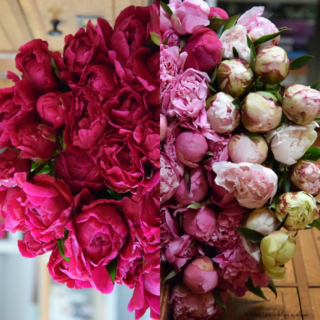 just for fun: peonies half & half by parisouailleurs