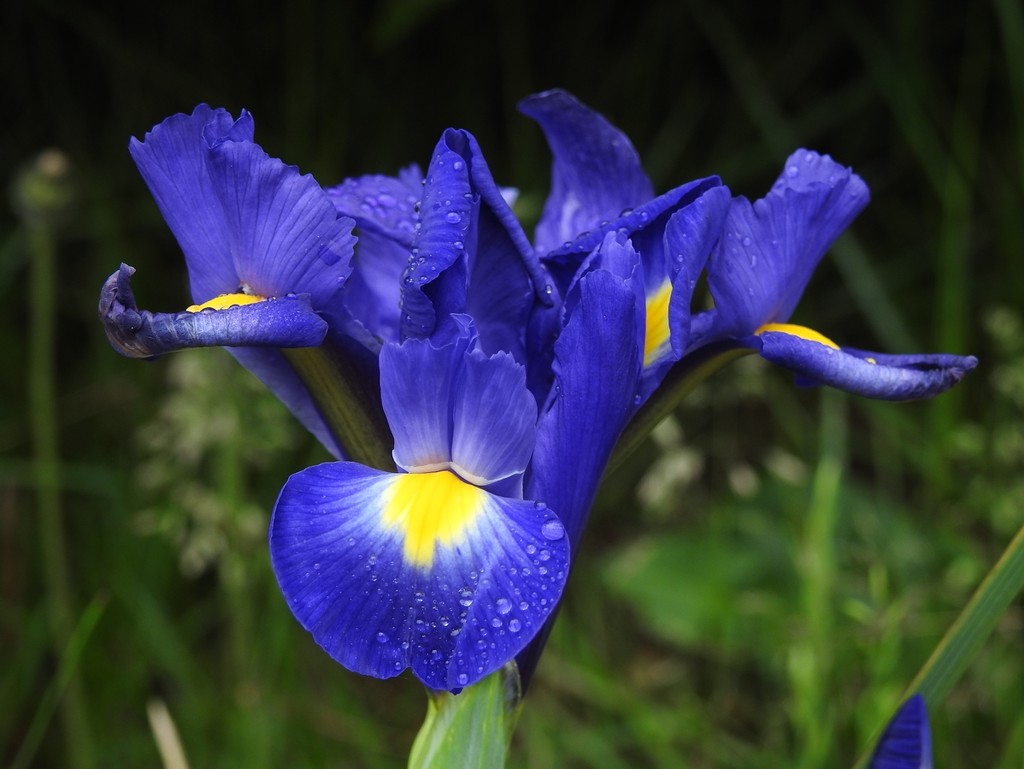 Iris by roachling
