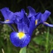 Iris by roachling
