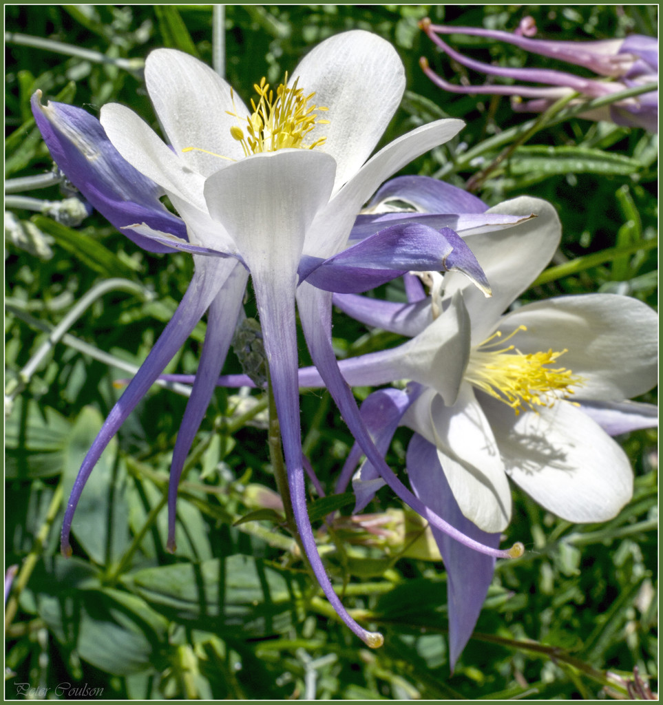 Grannys Bonnet by pcoulson