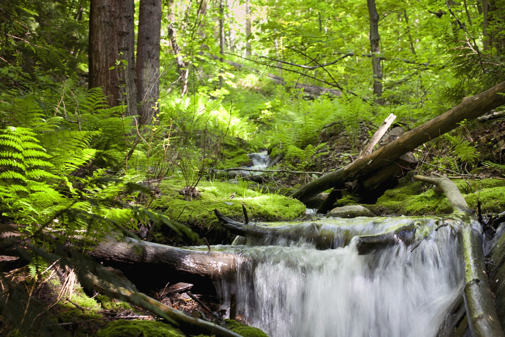 Little stream in the forest by kiwichick