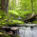 Little stream in the forest by kiwichick