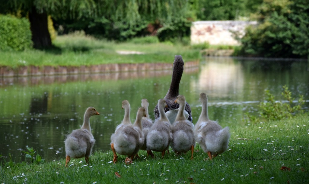 Mama Goose and the kids by parisouailleurs