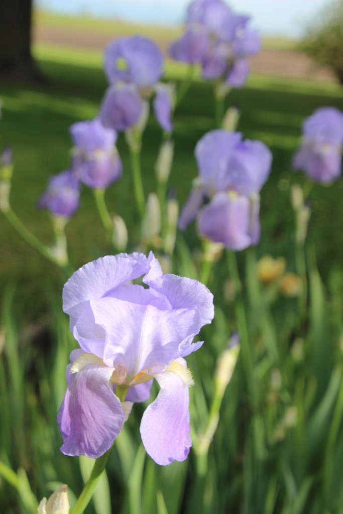 More Irises by bjchipman