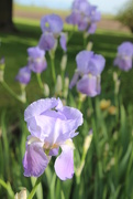 27th May 2017 - More Irises