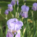 More Irises by bjchipman