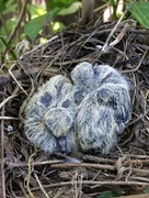 28th May 2017 - Baby Doves