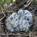 Baby Doves by bjchipman