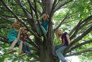 29th May 2017 - Four G'kids In A Tree