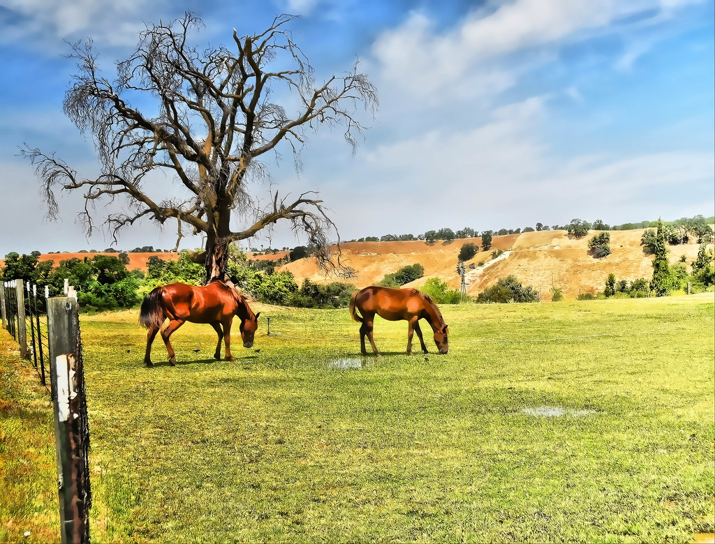 Country Horses by joysfocus
