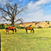 Country Horses by joysfocus