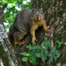 Sorry - I'm a Squirrel Addict! by milaniet