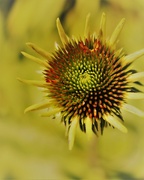 30th May 2017 - Coneflower Edit