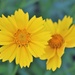 Coreopsis Time by daisymiller