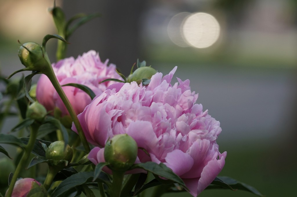 peonies by amyk