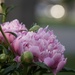 peonies by amyk